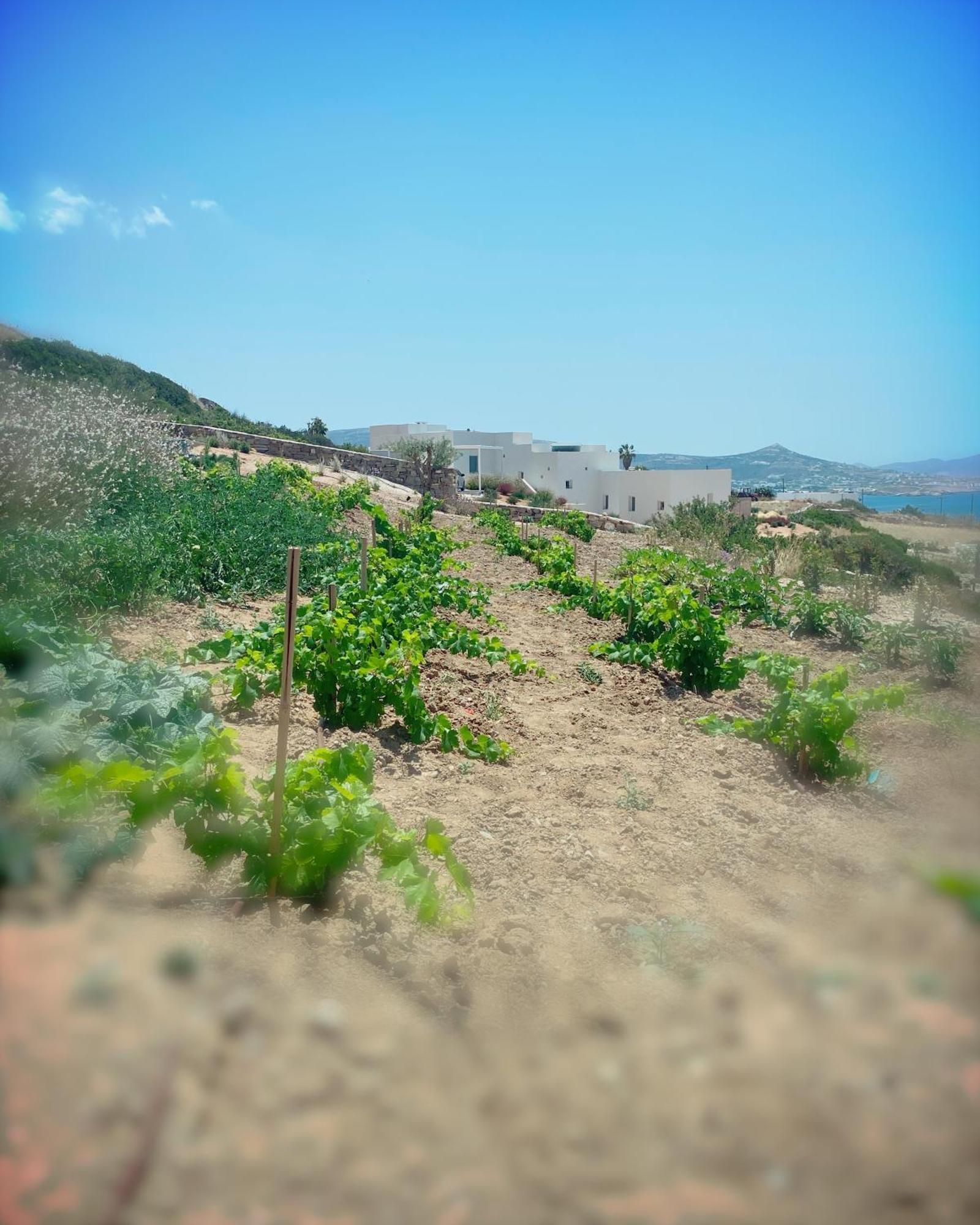 Olithos Villas Krotiri Екстериор снимка